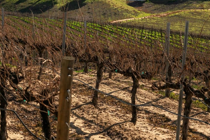 privétour door de wijnmakerijen in de Temecula-vallei