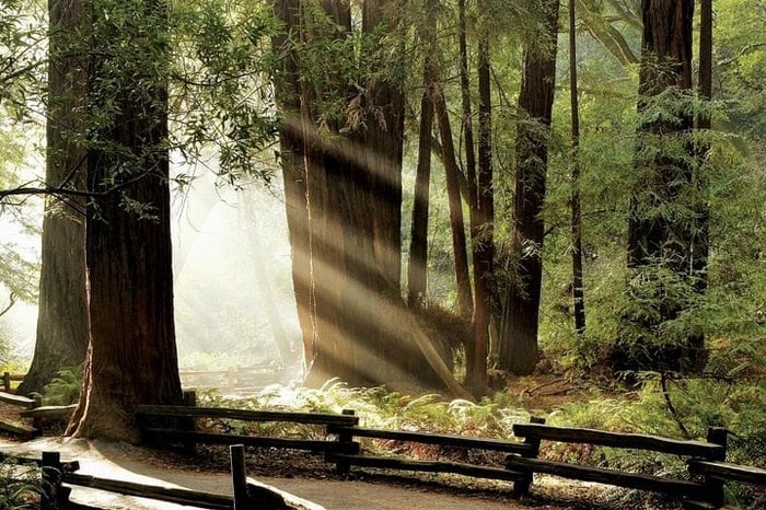 Muir Woods & Napa/Sonoma -6-8hr-Private Scenic Wine Tour From SF