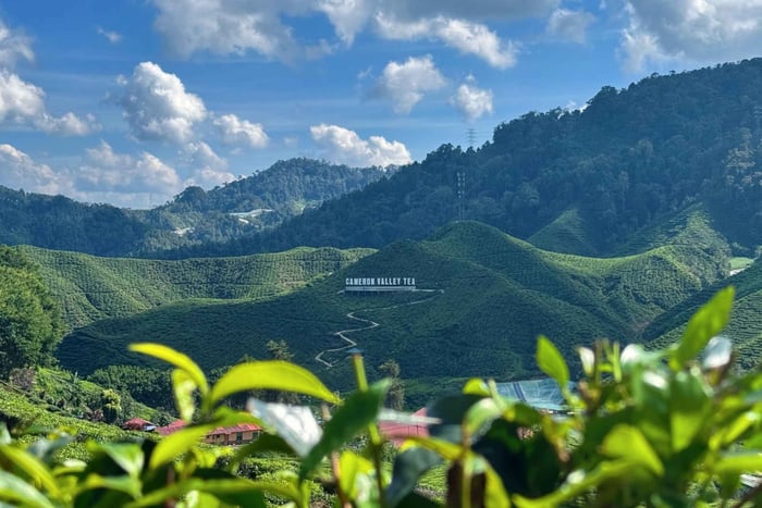 Från Kuala Lumpur: Dagstur till Cameron Highlands med lunch