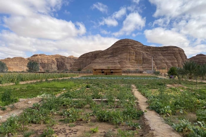 Al-Ula: tour di una fattoria nell'oasi e banchetto tradizionale con abitanti del posto
