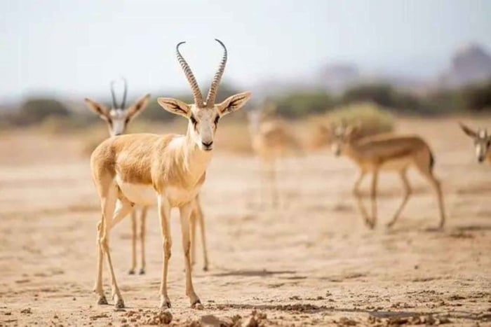 AlUla: Wildlife and Nature Tour in Hegra