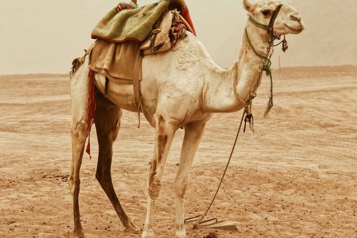 Riyadh: tour del mercato dei cammelli