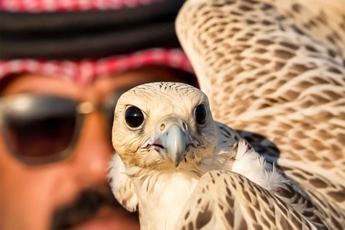 Falconeria nel deserto, giro in cammello e cena tradizionale al campo
