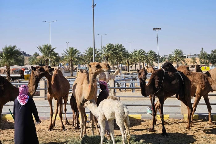 Tour di Qassim: cammelli, datteri e fattorie
