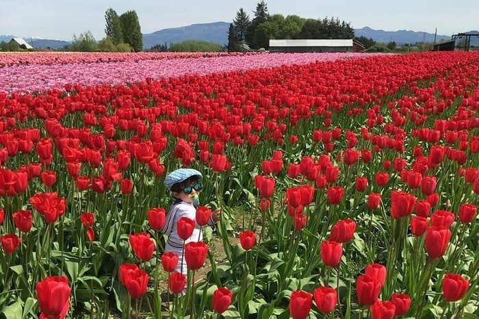 Tulip Festival in Skagit Valley Tour from Seattle