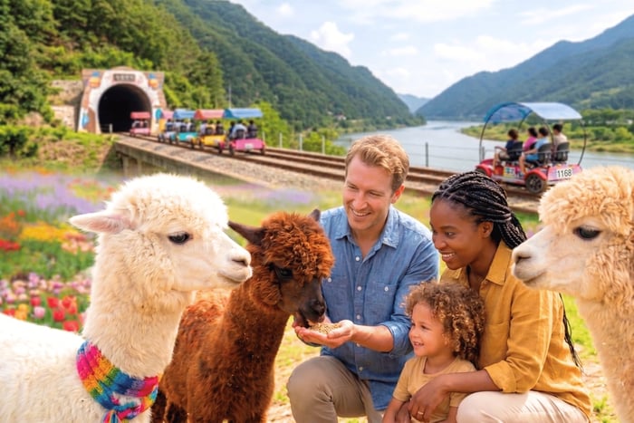 Viagem de um dia ao Alpaca World e ao Gangchon Rail Bike saindo de Seul