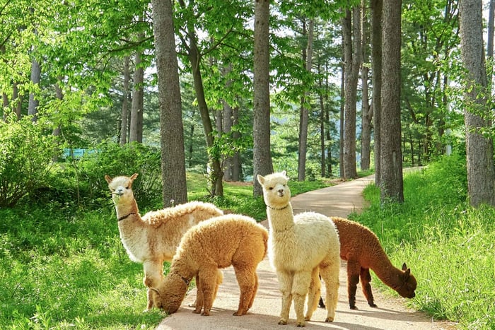 Séoul : Alpaca World et Nami Island (avec jardin / railbike)