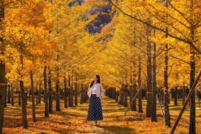 Autumn Special Alpaca World & Hongcheon Ginkgo Forest