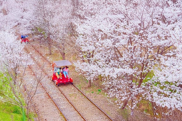 Cherry Blossom Tour from Nami, Rail Bike & Alpaca