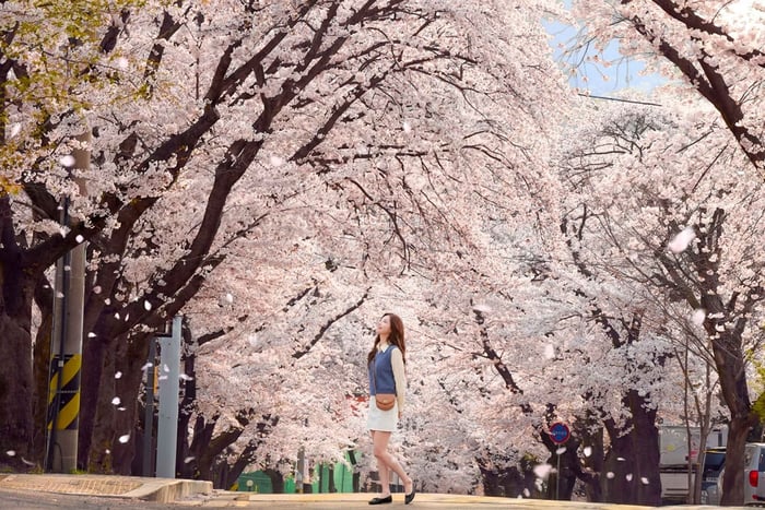 Donghaksa Cherry Blossom and Jeonju Hanok Day Tour