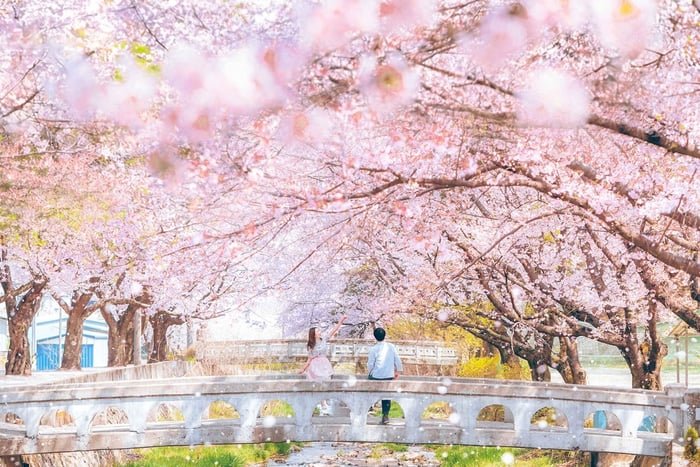From Seoul - Korea Spring Cherry Blossom Day Tour