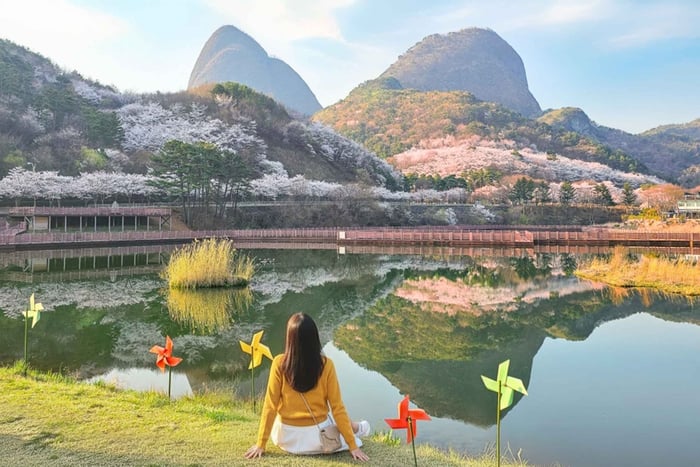 Maisan Cherry Blossom and Jeonju Hanok Day Tour