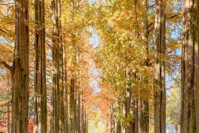 Nami Island Private Day Tour with COEX & Café Pokpo