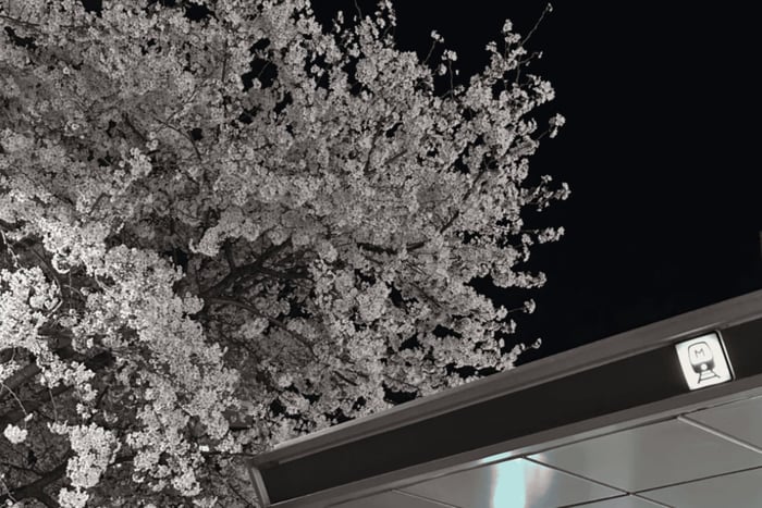 Seoul City Cherry Blossom Private Sightseeing Tour