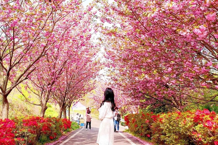 Seoul-dagtour: Suwon Hwaseong-vesting en kersenbloesems