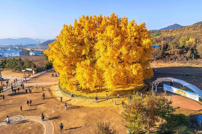 Wonju, Árvore Dourada de Ginkgo de Bangye-ri e Bondinho saindo de Seul