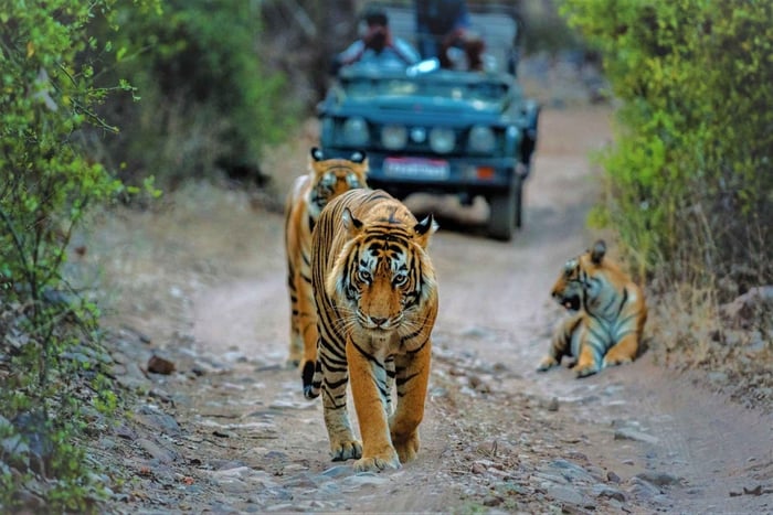 From Delhi: 2-Days Private Ranthambore Tiger Safari Tour