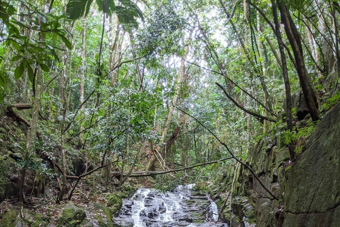 Jungle Adventure Hike:Climb, Waterfall, Discover Seychelles!