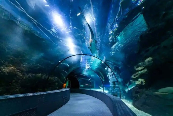 Shanghái: ticket de entrada a Changfeng Ocean World