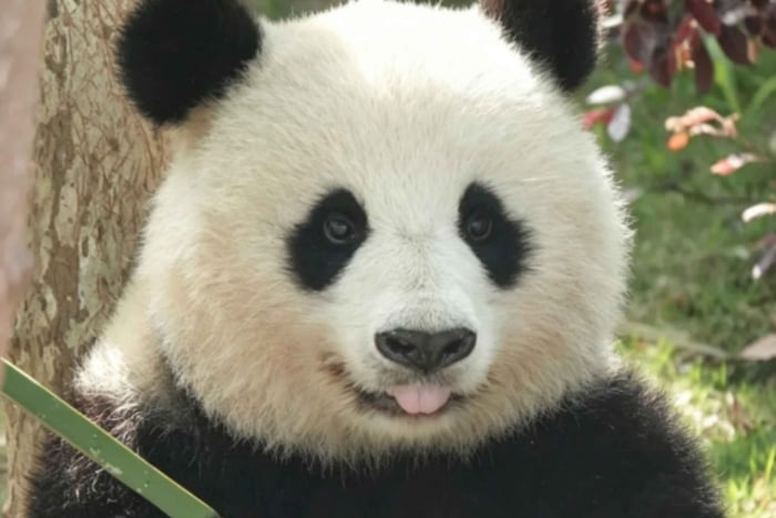 Chengdu: Excursão Turística de 4 Dias com Visita à Base do Panda Gigante