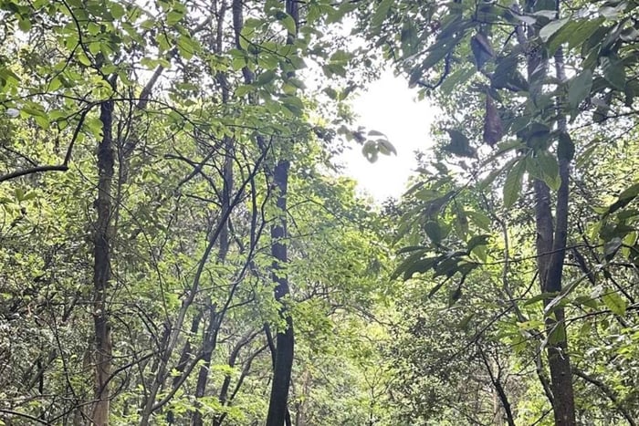 gita di 1 giorno alle colline del tè di Shaoxing e al tranquillo sentiero antico