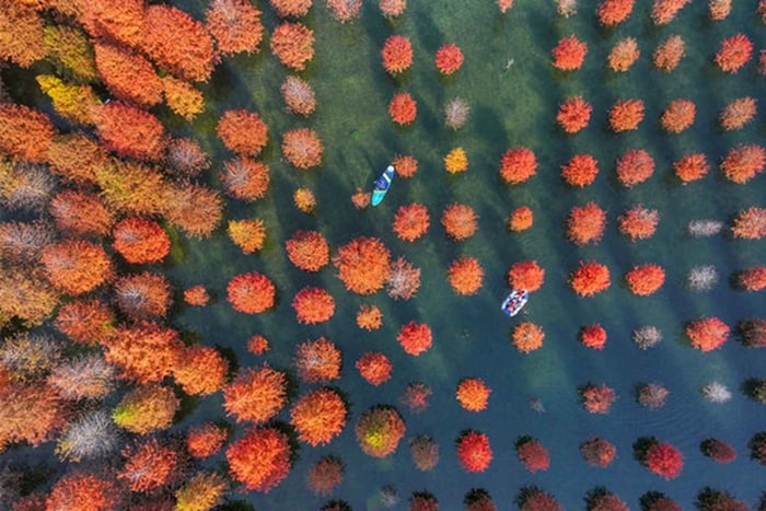 Szanghaj: wycieczka 1-dniowa do Taohuajie Water Forest z paddleboardingiem