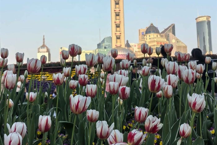 Tagestour zum Yu-Garten, zum Bund und nach Lujiazui