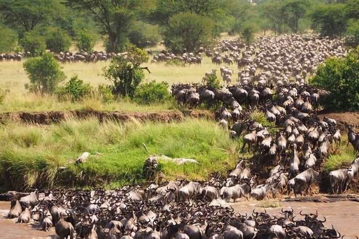 From Nairobi: 3 Days Maasai Mara Group Safari in 4WD Jeep