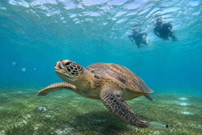Marsa Alam : snorkeling ou plongée sous-marine à Marsa Mubarak avec déjeuner