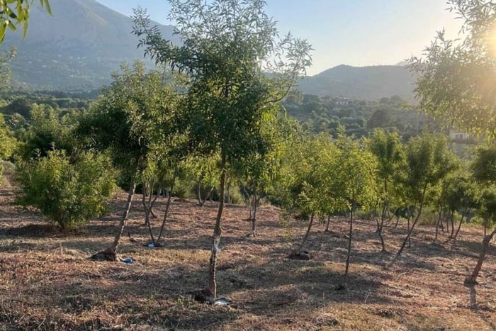 Castelbuono: Manna Tour with visit to the ash grove and demonstration