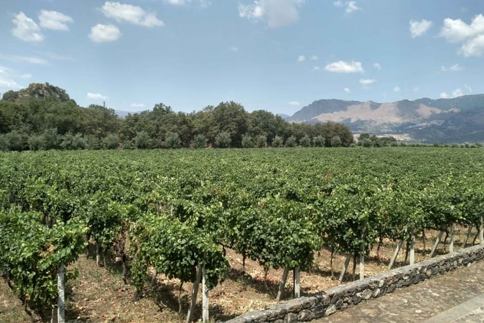 Etna: Wine Tasting and Food Tour
