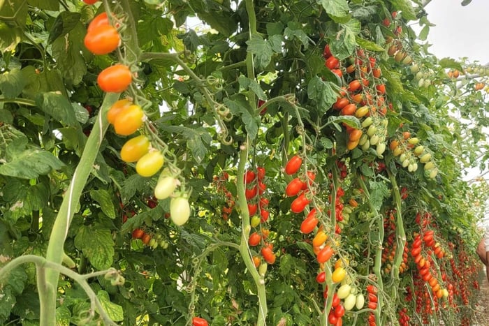 From Catania: Exclusive Tour to Pachino and Marzamemi with Two Local Producers