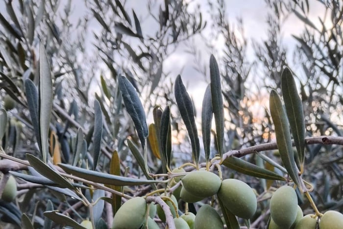 Madonie Olive Oil Experience