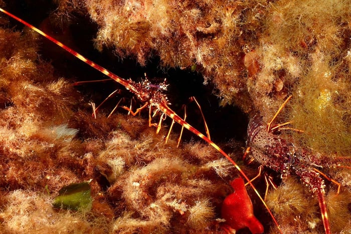 Marettimo: Diving and Scuba Diving Courses with Lunch Onboard