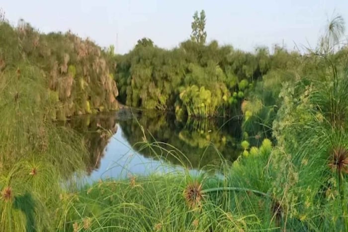 Tras la pista del papiro: de Ortigia a la fuente Ciane en tuk-tuk