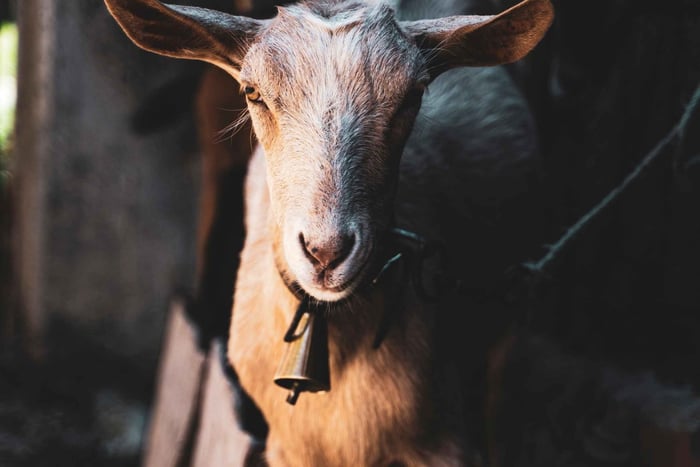 Petralia Sottana: Shepherd Experience – Live the Life of a Shepherd