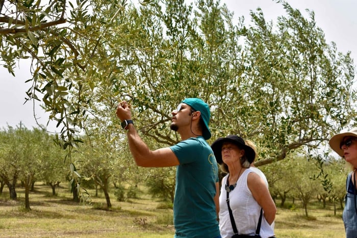 Piazza Armerina: tour de cata de aceites de oliva y almuerzo
