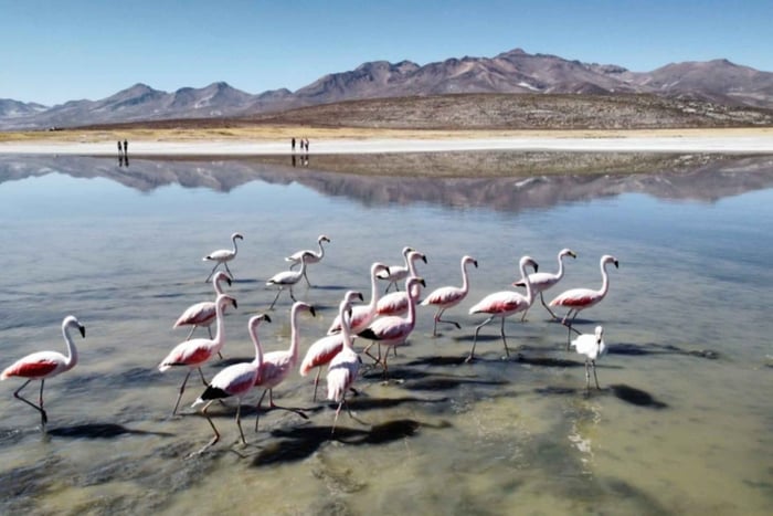 Private 4WD Tour to Salinas Lagoon and Salt Flats
