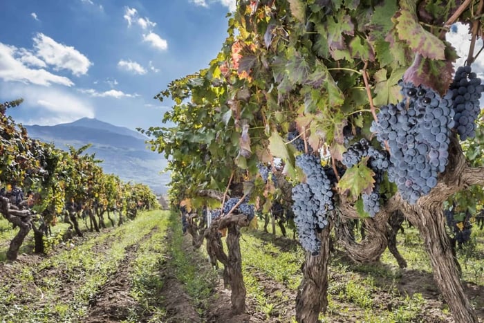 Excursion privée sur l'Etna et dégustation de vins
