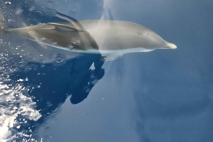 Taormina: Dolphin Watching Boat Tour with Snorkeling