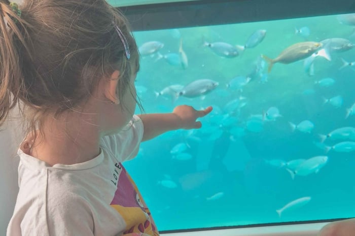 Taormina: experiencia submarina Nemosub con avistamiento de delfines