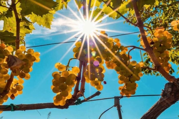 Dégustation de vins dans un vignoble de l’Etna au départ de Taormine