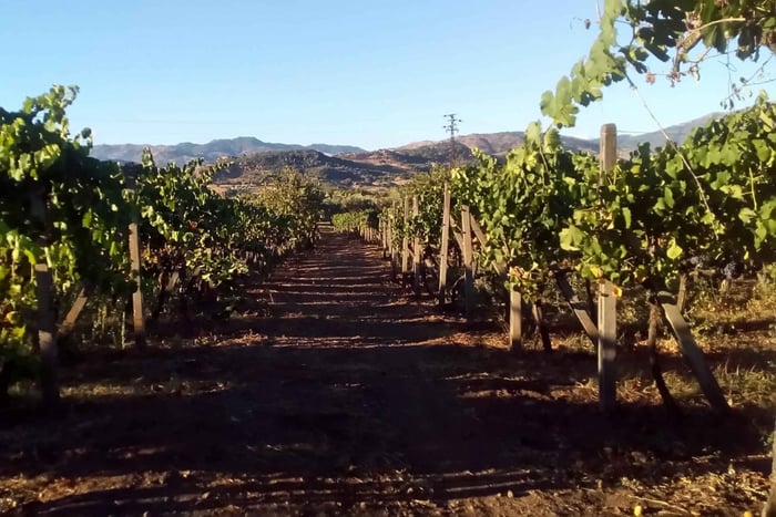 Da Taormina: Tour per piccoli gruppi delle cantine dell'Etna
