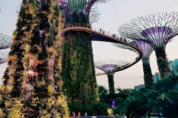 Gardens by the Bay : OCBC Skyway, Flower Dome et Cloud Forest