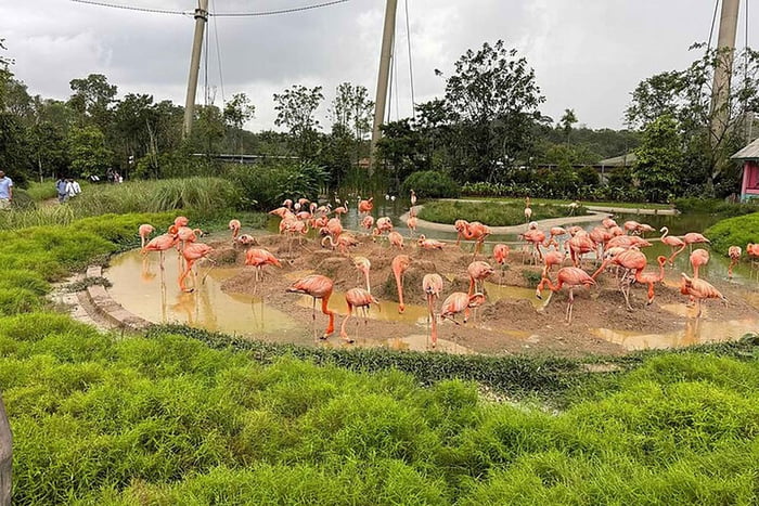 Singapore Bird Paradise : billet électronique entrée directe