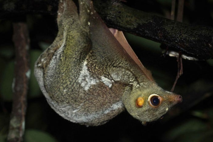 Singapore: Flight of the Colugo Night Tour