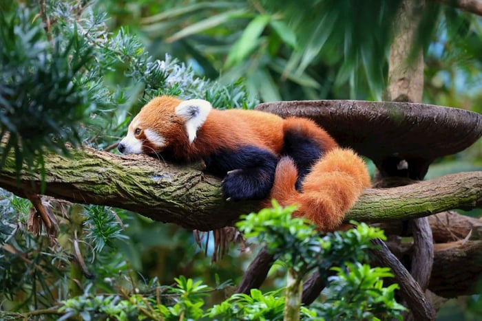 Singapore: Zoo & Night Safari Combos with Hotel Pick & Drop