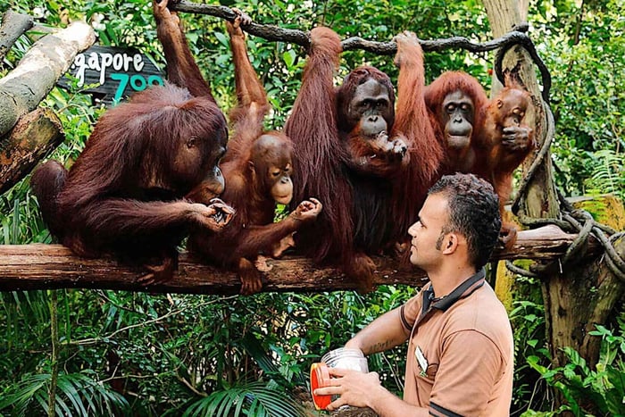 Traslado al Zoo/Night Safari/Bird Paradise/Rainforest Asia