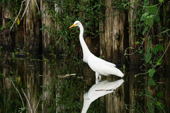 Singapur: Private Natur-Tour im Wetland Reserve