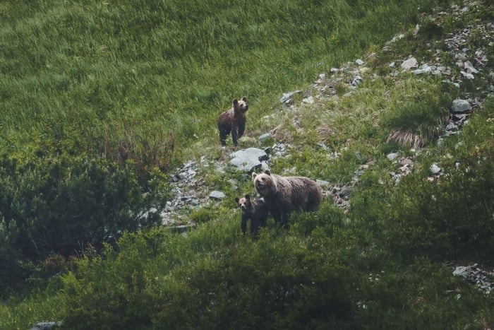 Alti Tatra: Tour a piedi per l'osservazione degli orsi in Slovacchia